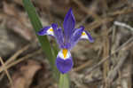 Dwarfe iris